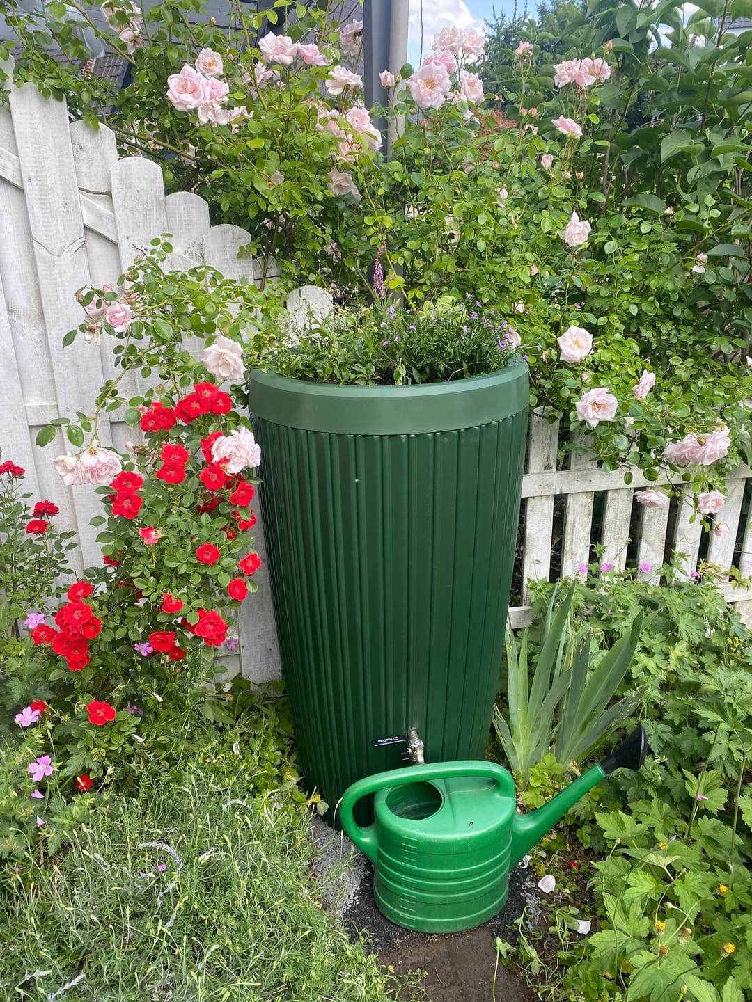 Customer photo review of YourCasa Regentonne 240 Liter [RainCatcher] mit Messing Wasserhahn & Deckel