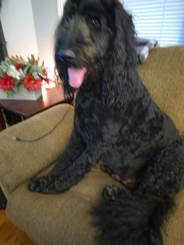 Customer photo review of Ultimate Digestion