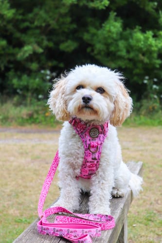 Customer photo review of Tough Trails™ Harness -  Cowgirl