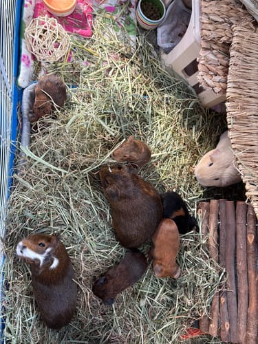 Customer photo review of Timothy Hay Box 'Blend'