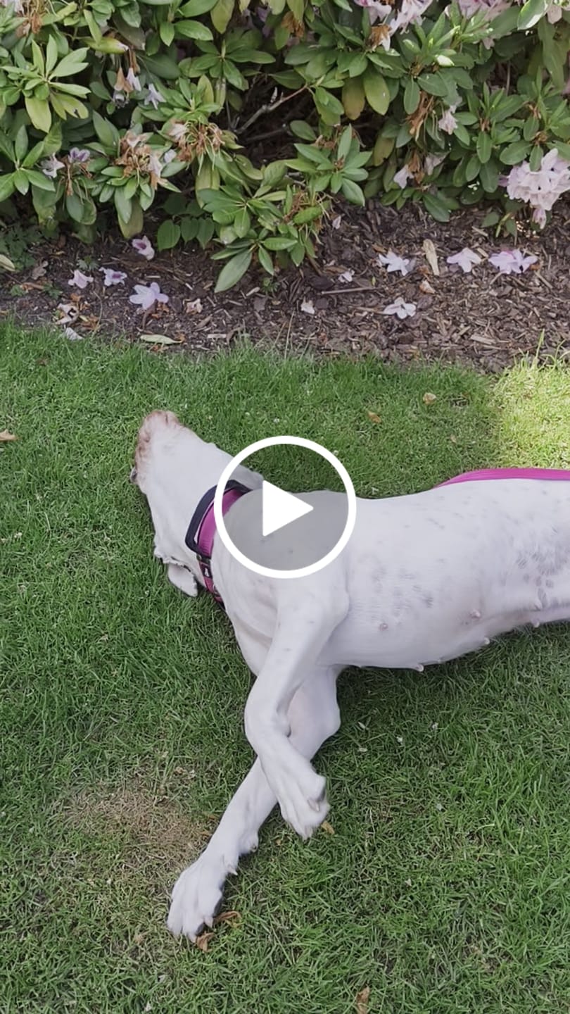 Customer video review of Smycz nylonowa Walk Leash - Black Edition Rózowa