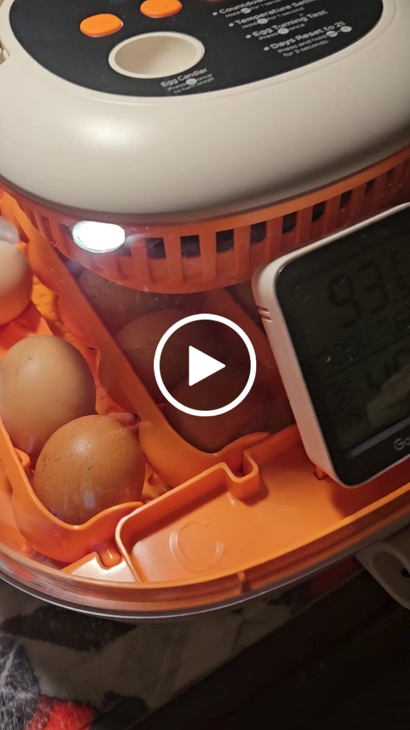 Customer video review of Egg Incubator -25 Egg Capacity