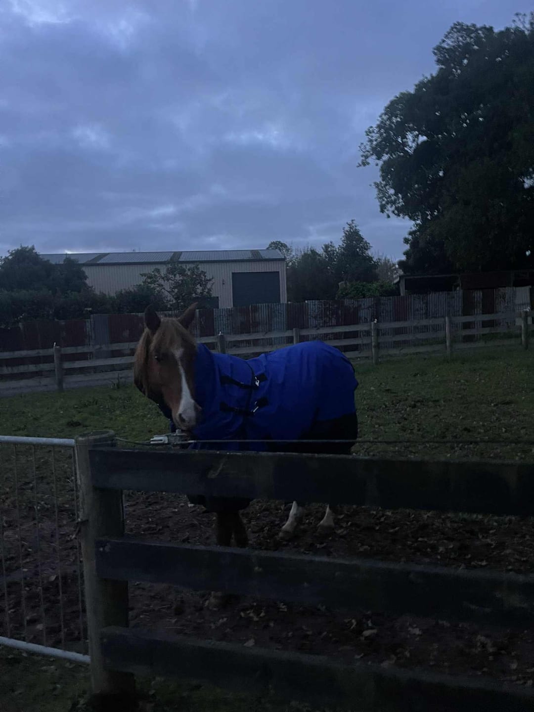 Customer photo review of Duke 1200d Detacha-neck