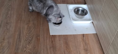 Customer photo review of Crocchette per Gatti Adulti Sterilizzati - Salmone con Pesce Bianco - Grain Free