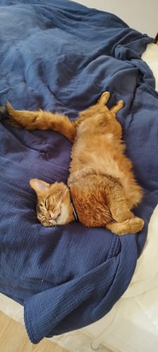Avis photo d'un client sur Croquettes Chat Stérilisé Sans Céréales - Poulet