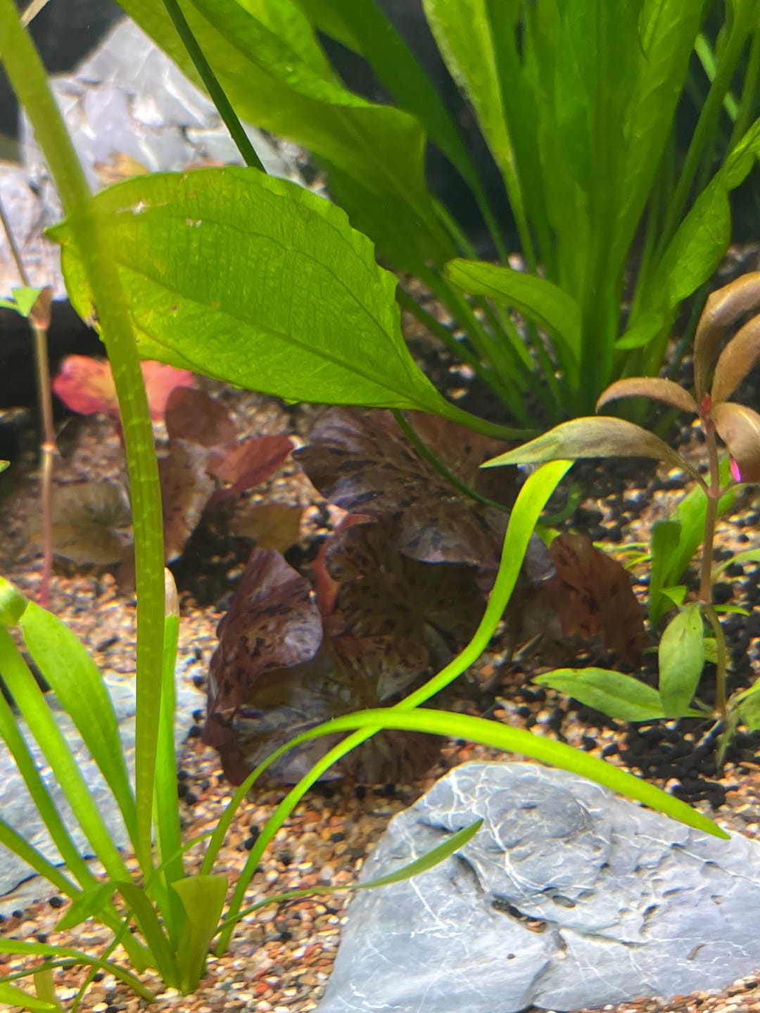 Customer photo review of Red Tiger Lotus "Nymphaea lotus Red" BULB