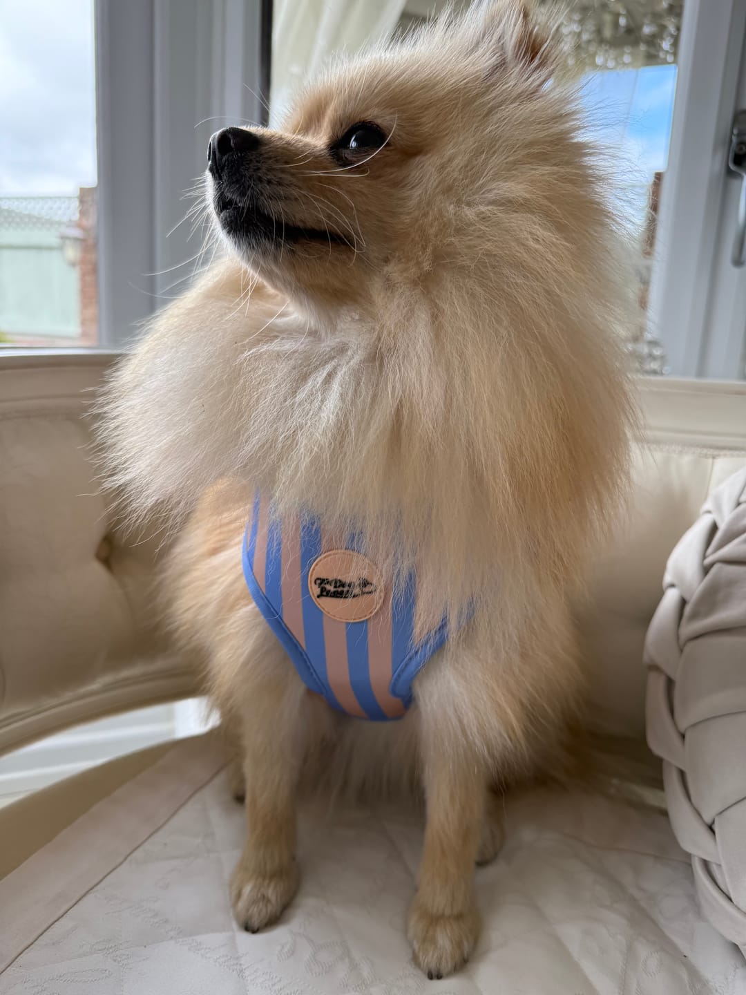 Customer photo review of Adjustable Dog Harness Smooth Operator