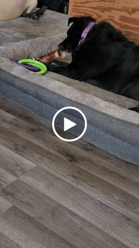 Customer video review of Smoked Beef Marrow Bone