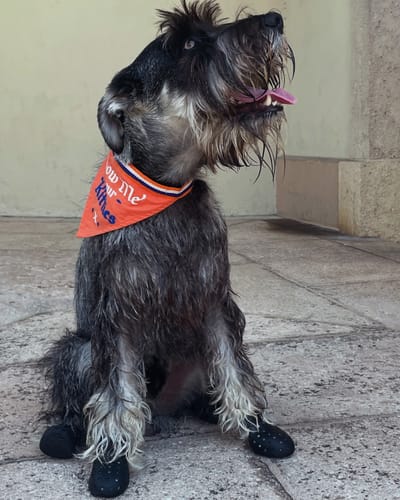 Customer photo review of WagWellies® Mojave