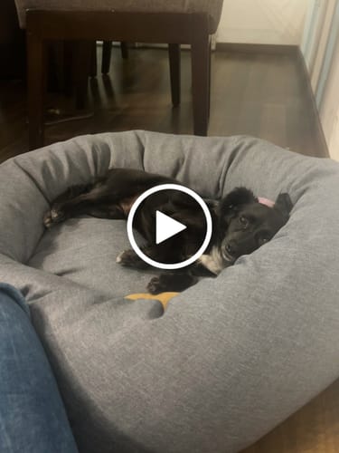 Customer video review of Funda Lino para Cama Antiestrés para Perros