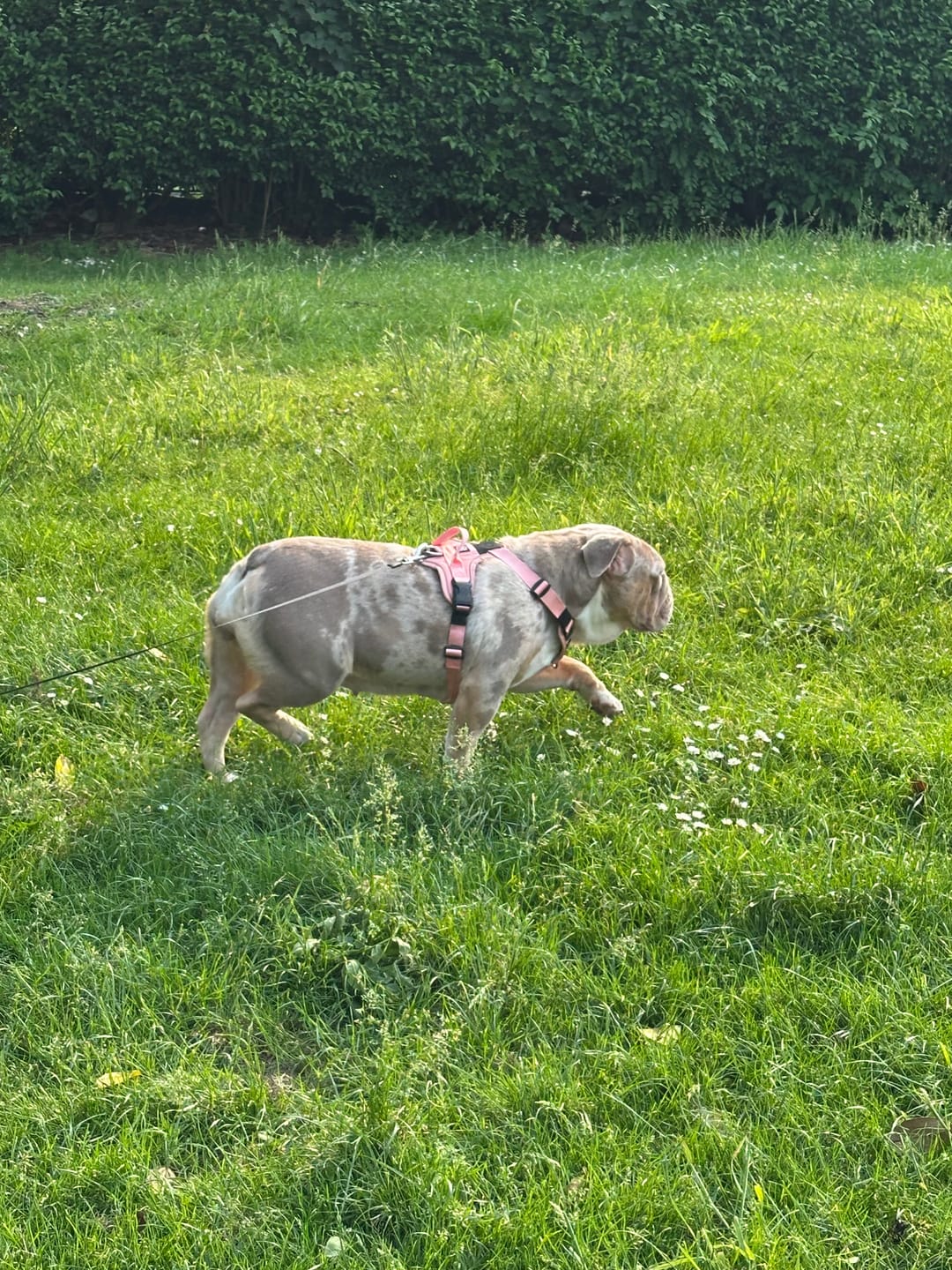 Customer photo review of Anti Pull Hurricane Harness - With Handle - Pink