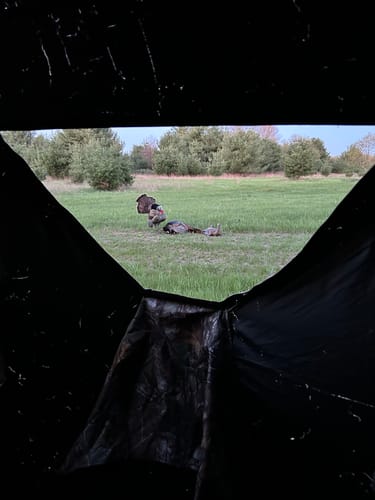 Customer photo review of Beast Turkey Decapper Arrow