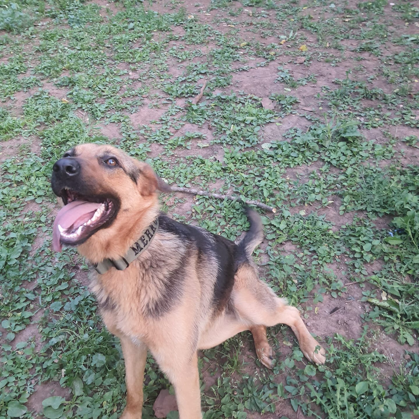 Customer photo review of 4cm Combat® Collar | Handle & Rated Clip -  Khaki