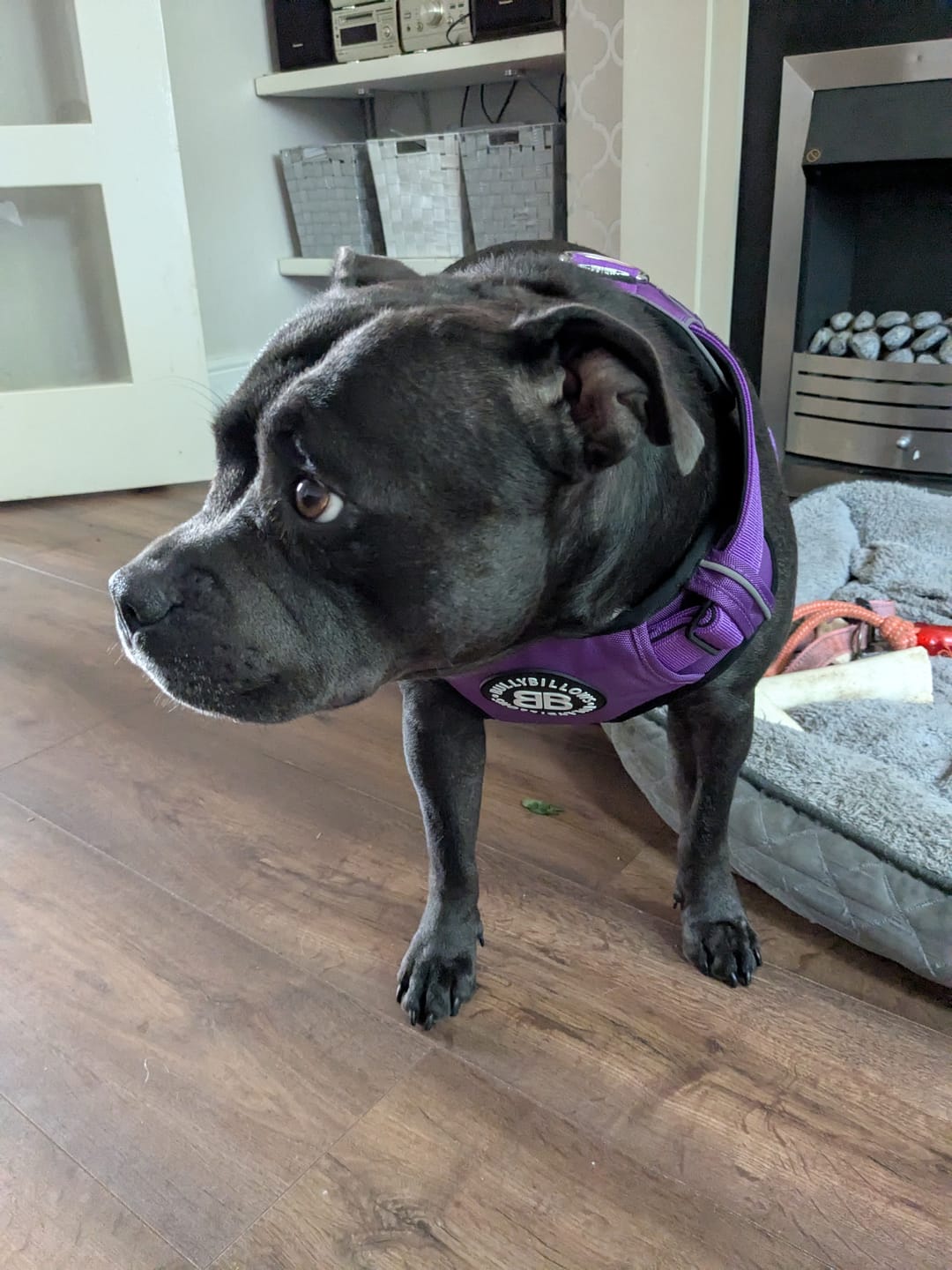 Customer photo review of Comfort Premium Harness | Non Restrictive - Purple