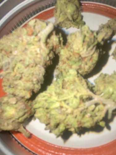 Customer photo review of Bulk THCA Flower Pounds