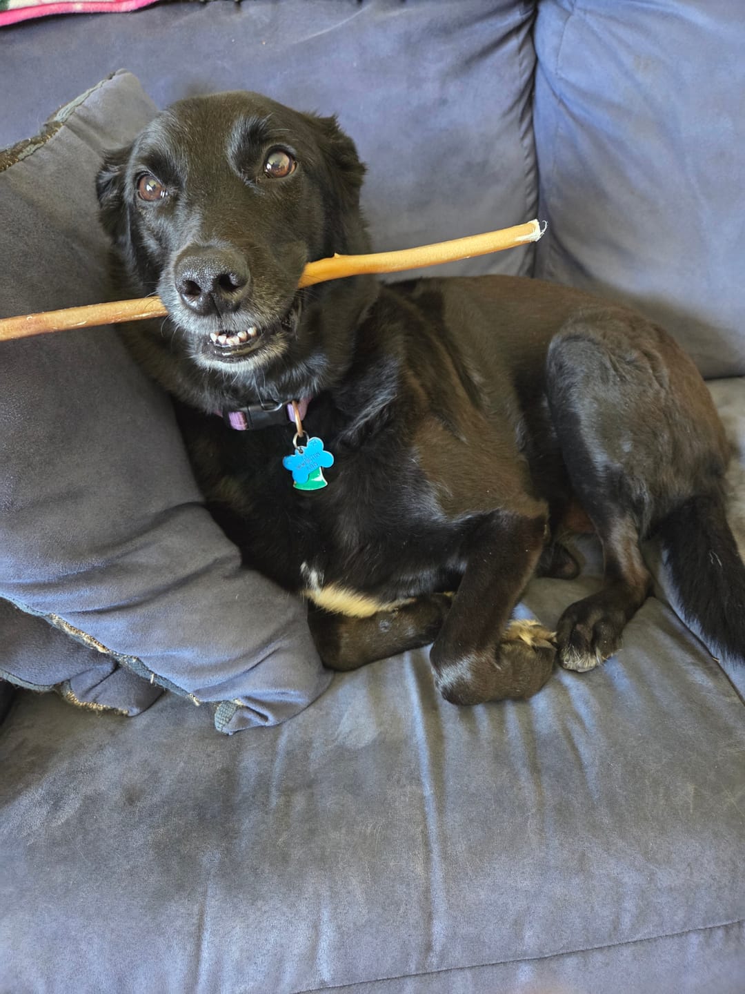 Customer photo review of 12 Inch Standard Bully Stick