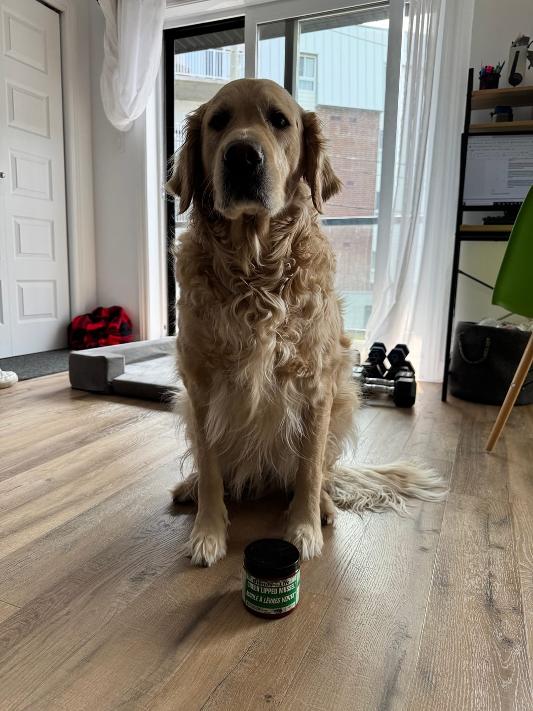 Customer photo review of LivStrong - Moule Verte pour chien 160g