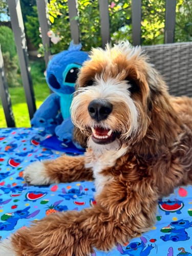 Customer photo review of Disney© Travel Mat - Stitch's Fruit Fiesta