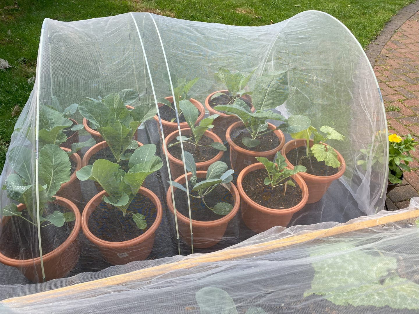 Customer photo review of Buy 4 bags of Compost and get a Pouch of Feed for FREE!