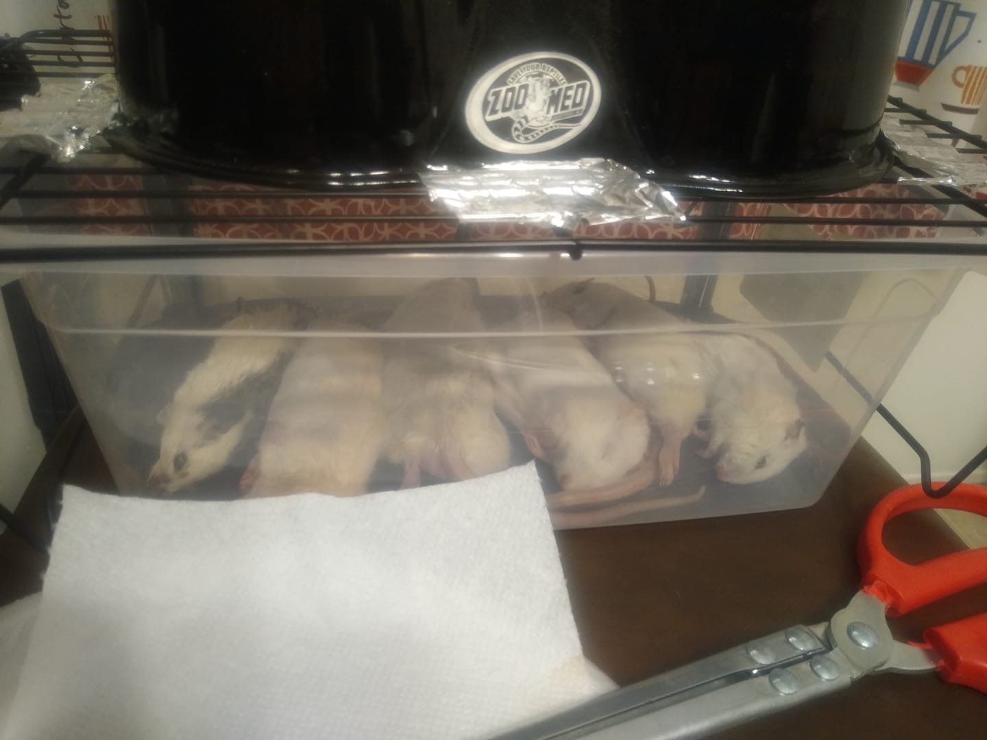Customer photo review of Jumbo African Soft Fur Rats (10 Count)