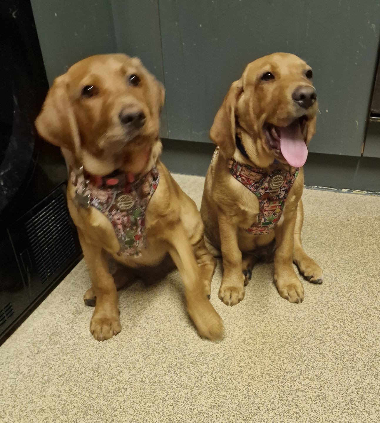 Customer photo review of Disney© Tough Trails™ Harness - Toy Story Friends