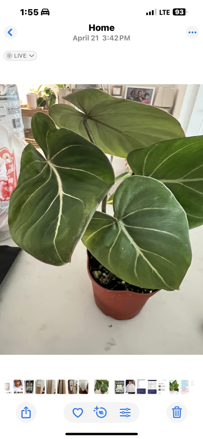 Customer photo review of Philodendron gloriosum