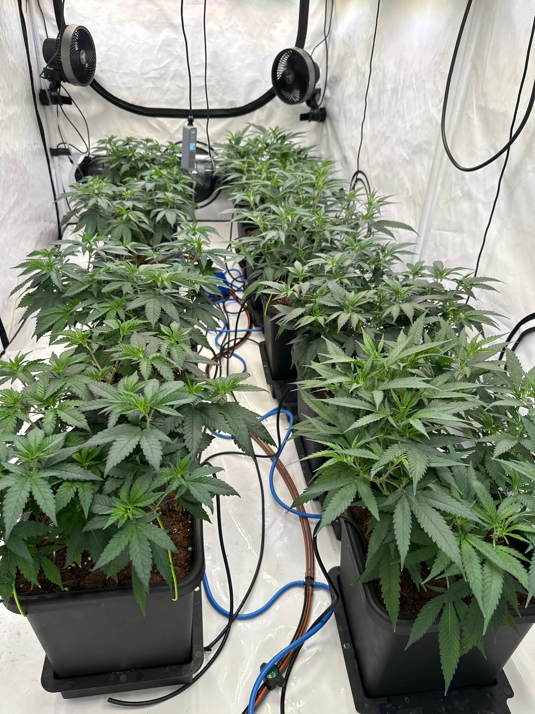 Customer photo review of Hanfstecklinge | Gorilla Zkittlez