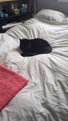 Customer photo review of Hill's Prescription Diet C/D Multicare Urinary Stress Cat Food Chicken