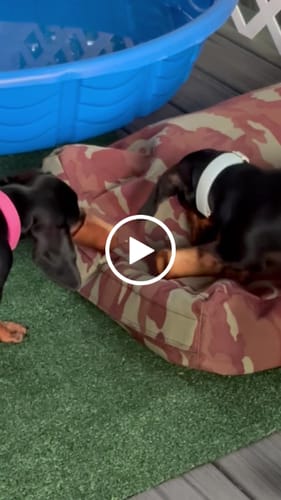Customer video review of Smoked Beef Marrow Bone