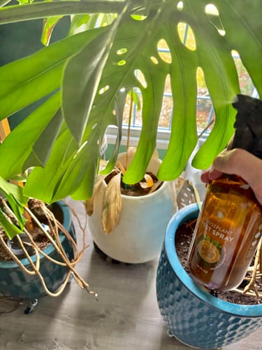 Customer photo review of Houseplant Pest Spray