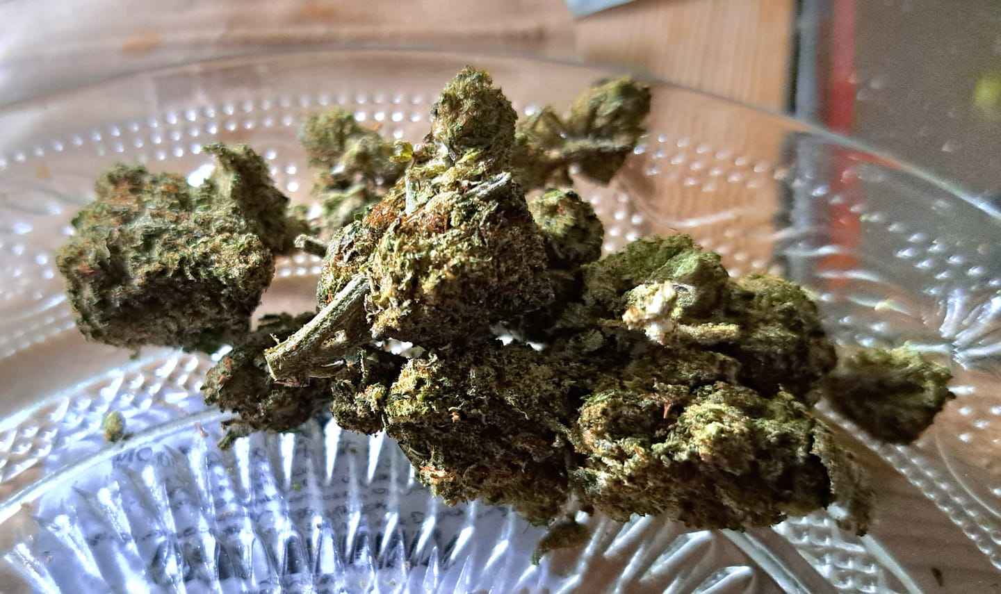 Customer photo review of Vollis Turbobud - SATIVA TURBO LVL 5/5