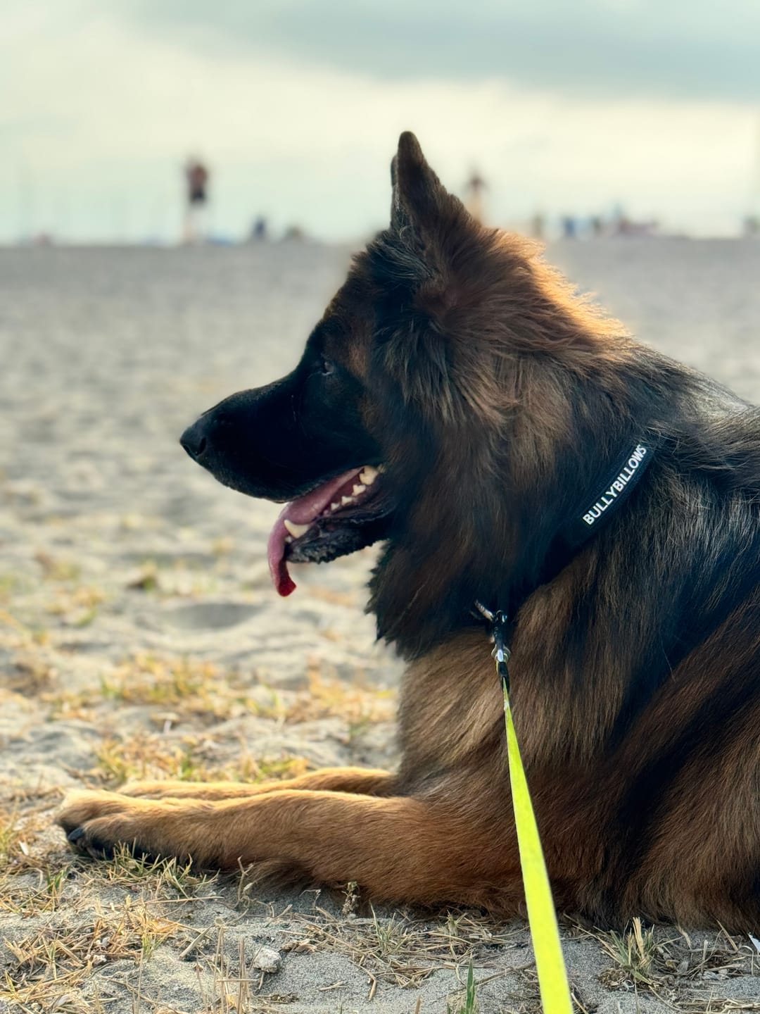 Customer photo review of 4cm Pin Buckle Collar | With Handle - Black
