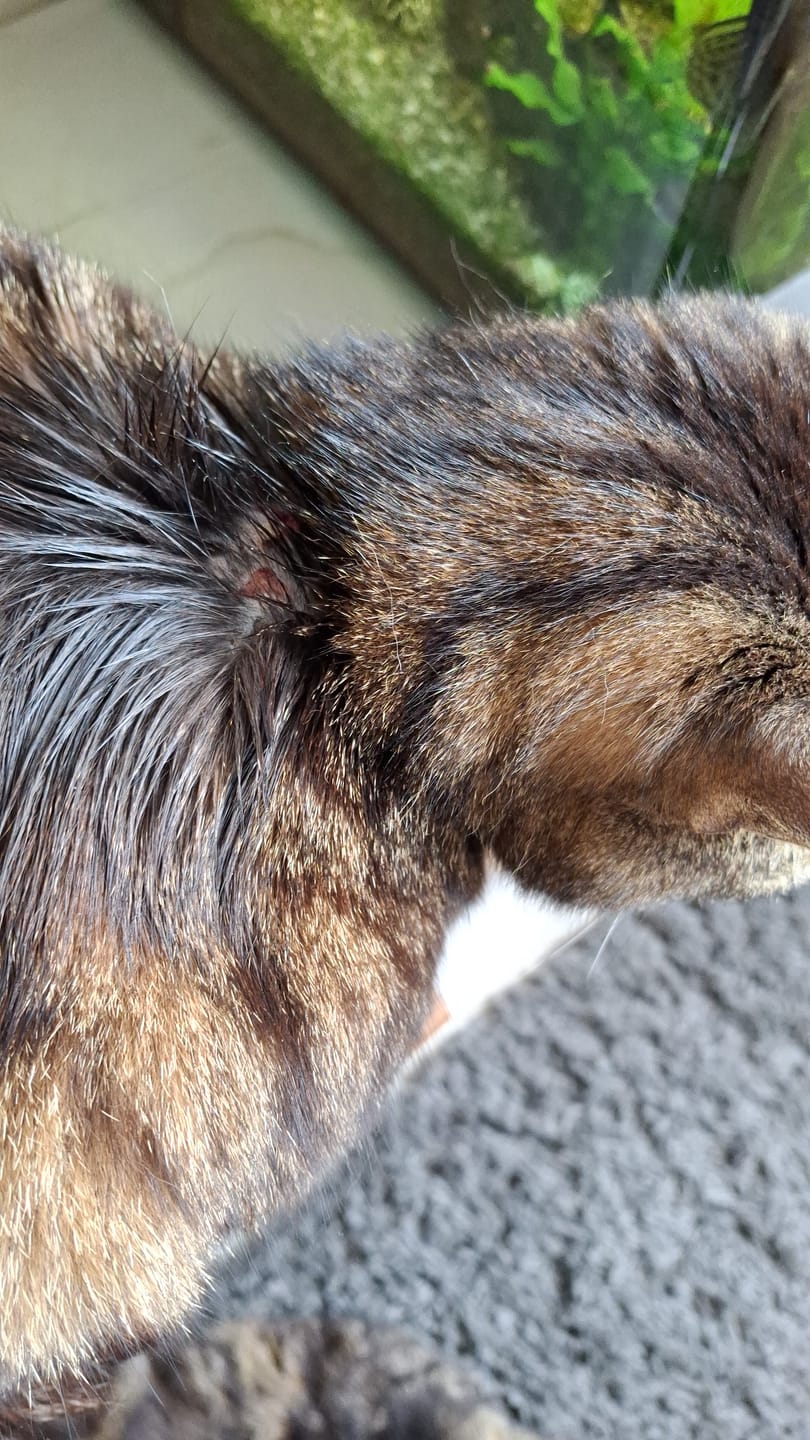 Customer photo review of Cat Gel