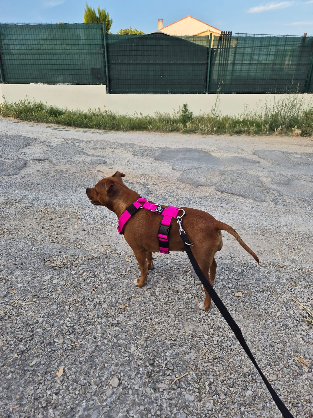 Customer photo review of Training Anti Pull TRI-Harness® | M-XL Breeds - Magenta