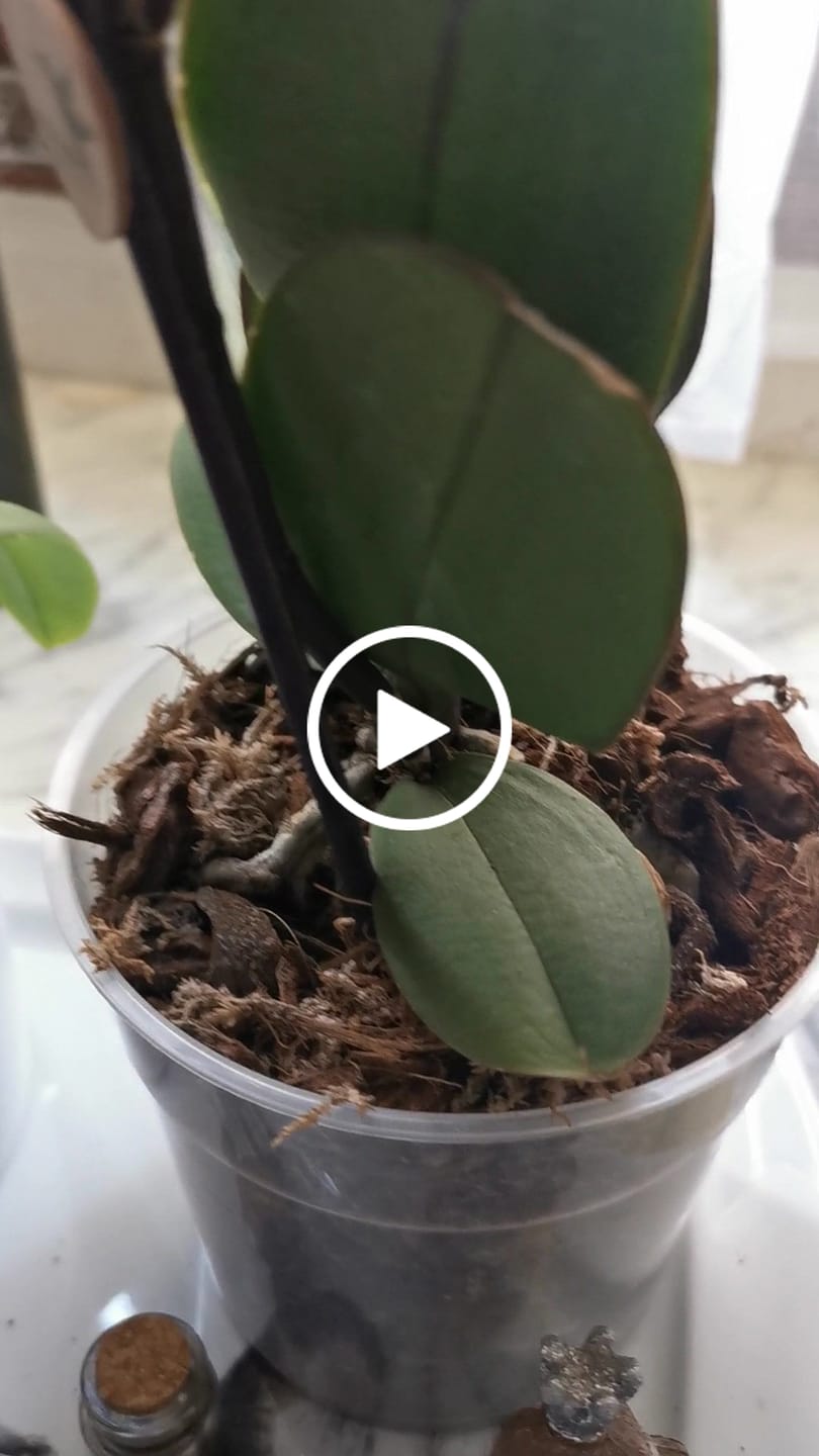 Customer video review of Orchid Mix