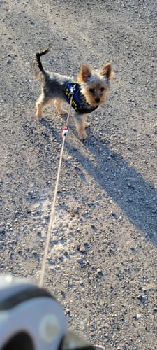 Customer photo review of FunFunPet 高機能ハーネス（お名前タグ作成サービス付き）