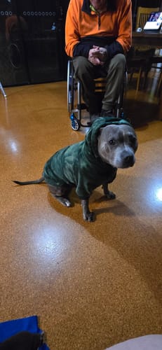 Customer photo review of Velvet Dog Hoodie - Emerald Green