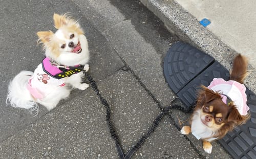 Customer photo review of FunFunPet 高機能ハーネス（お名前タグ作成サービス付き）