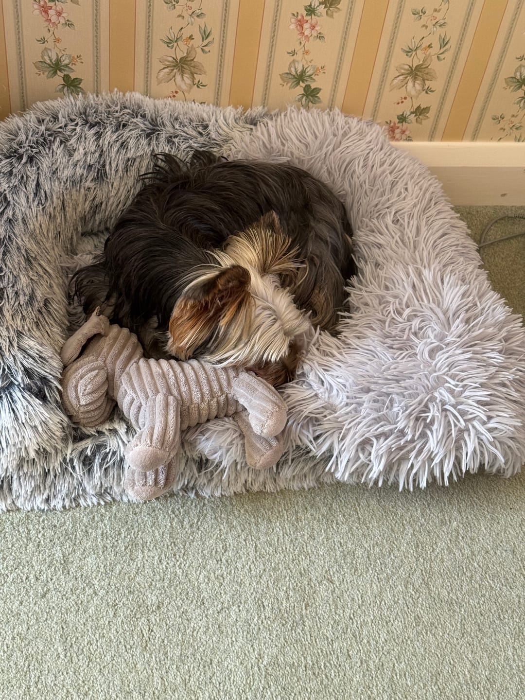 Customer photo review of Dog Shampoo