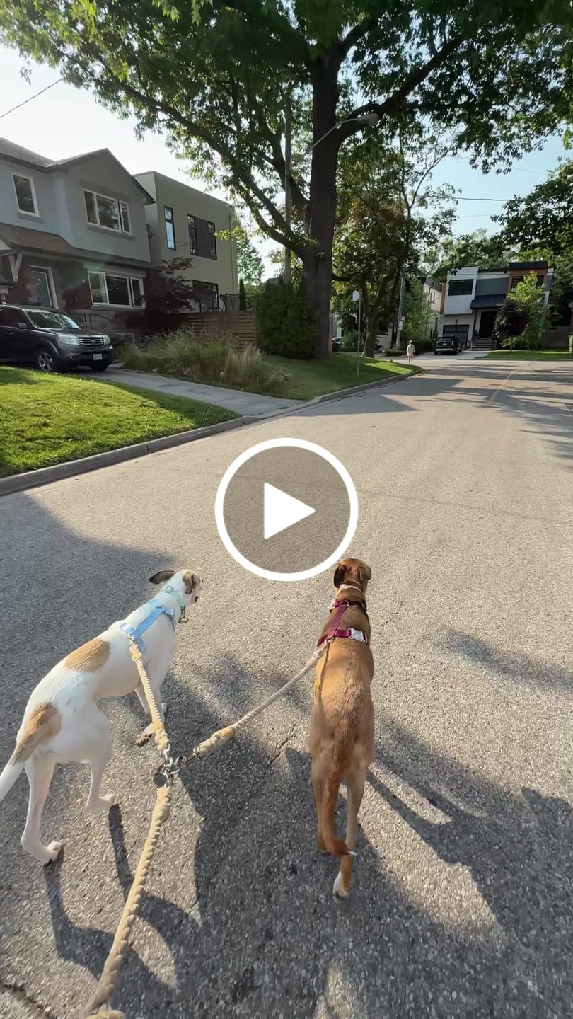 Customer video review of Cotton Rope Multi-Dog Leash Connector