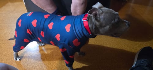 Customer photo review of Velvet Dog Hoodie - Emerald Green