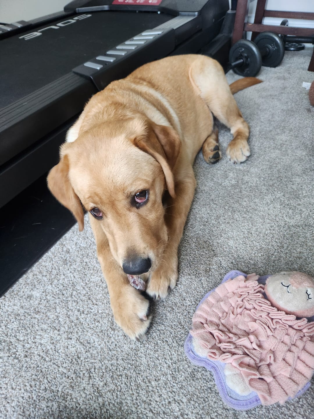 Customer photo review of 12 Inch Jumbo Braided Bully Stick