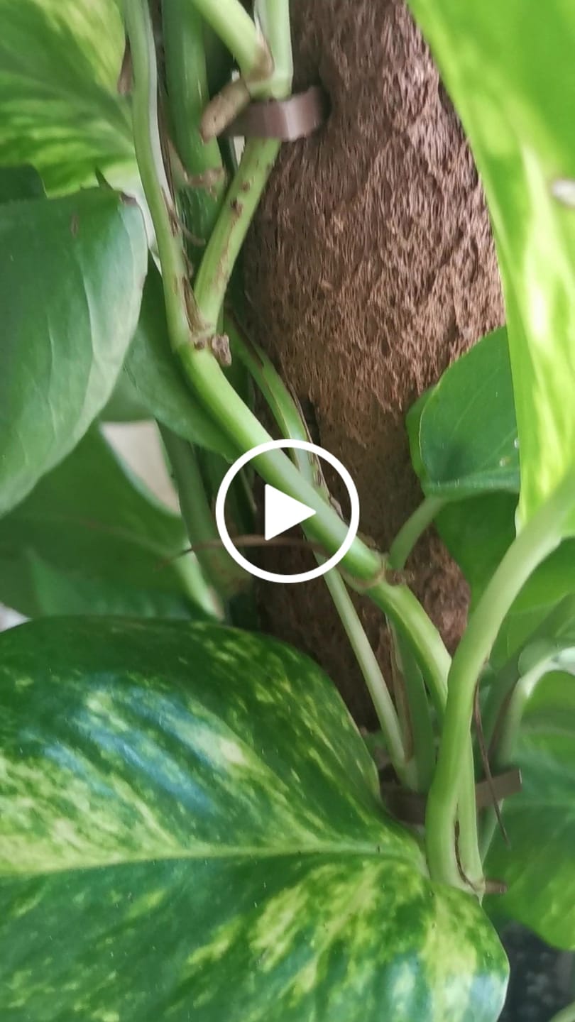 Customer video review of Biobased Climbing Pole