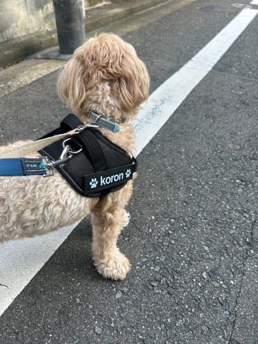 Customer photo review of FunFunPet 高機能ハーネス（お名前タグ作成サービス付き）