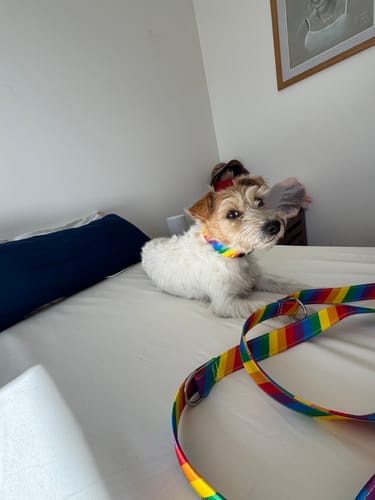 Customer photo review of Regenbogen - Hundehalsband