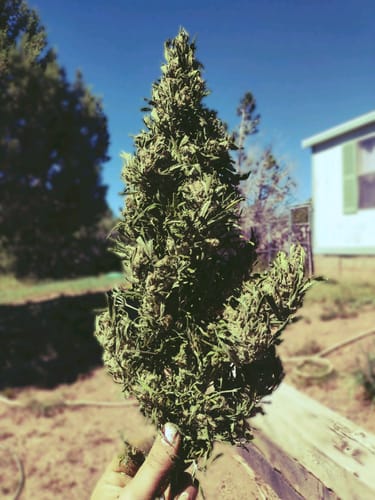 Customer photo review of Biscotti Cake - 28 Grams - Hybrid