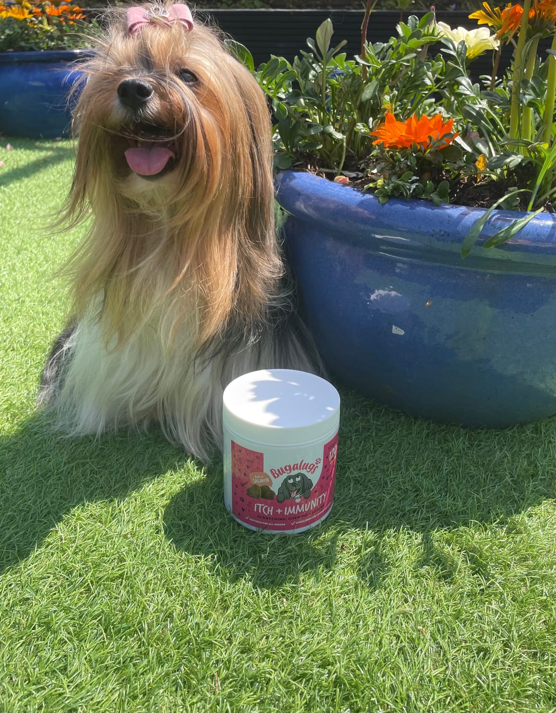 Customer photo review of Itch & Immunity Supplement Chews for Dogs
