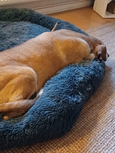 Customer photo review of Puppery Hundebett Wolke 7 - Das Original