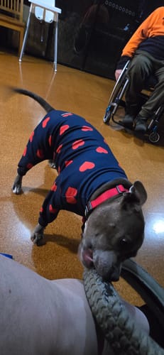 Customer photo review of Velvet Dog Hoodie - Emerald Green
