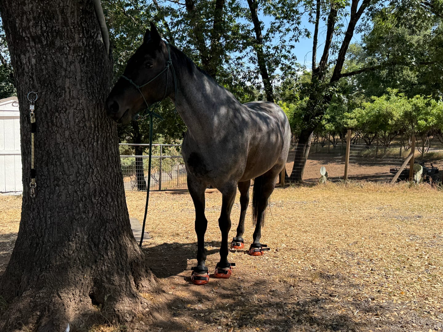 Customer photo review of Renegade® Viper Shield™ Hoof Boot Seconds - Arizona Copper